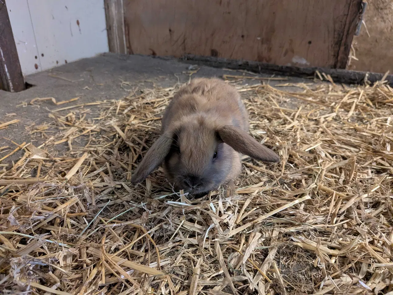 Billede 5 - 4 løvevædder kaninunger