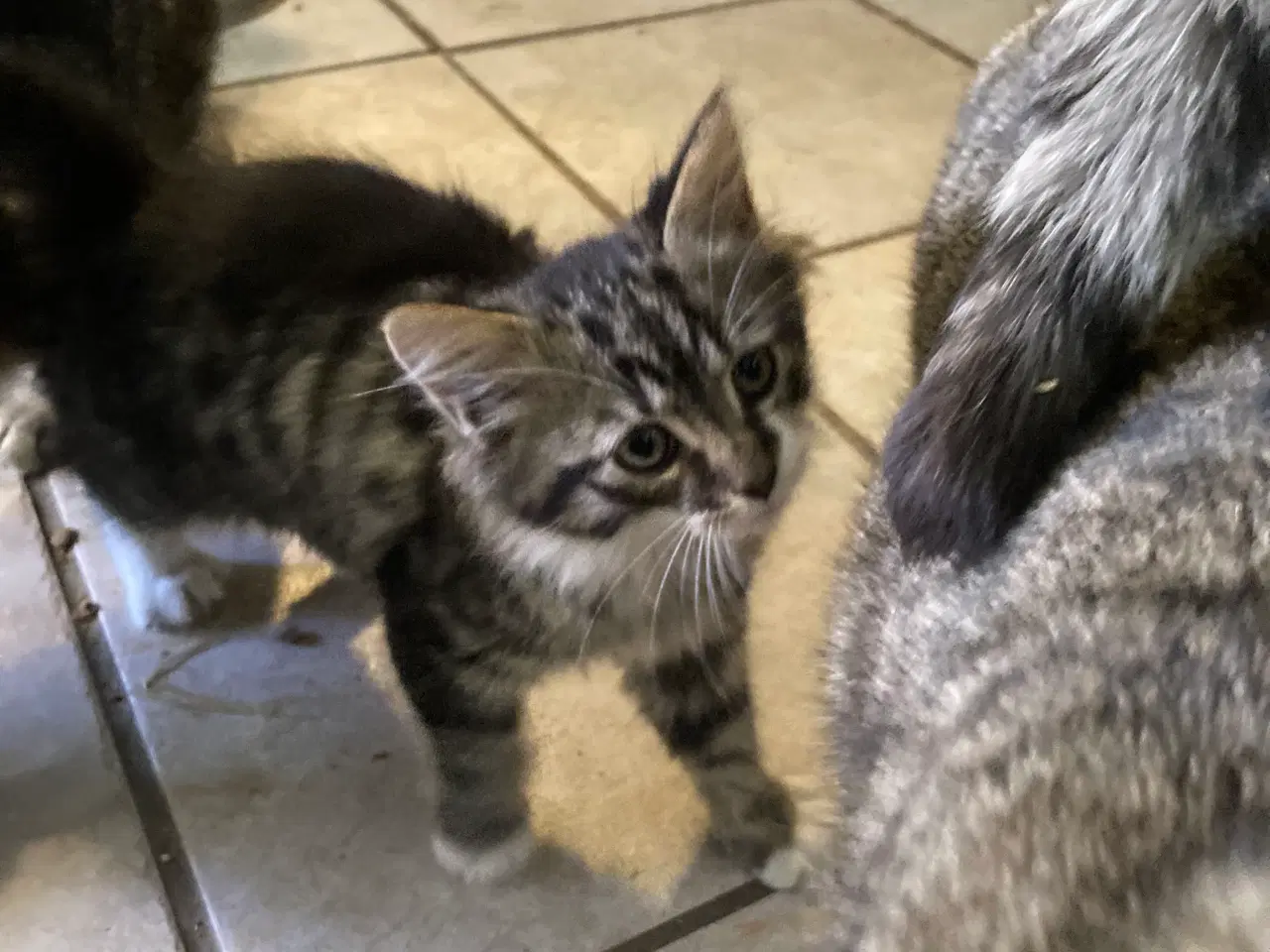 Billede 1 - Dejlig hun kattekilling .