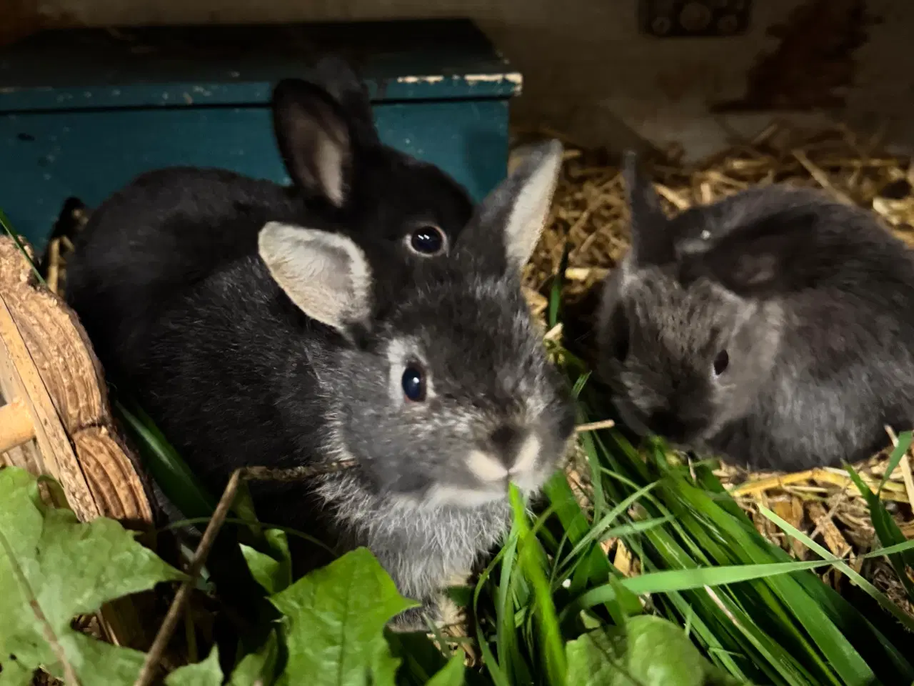 Billede 6 - Skønne mini hermelin unger 