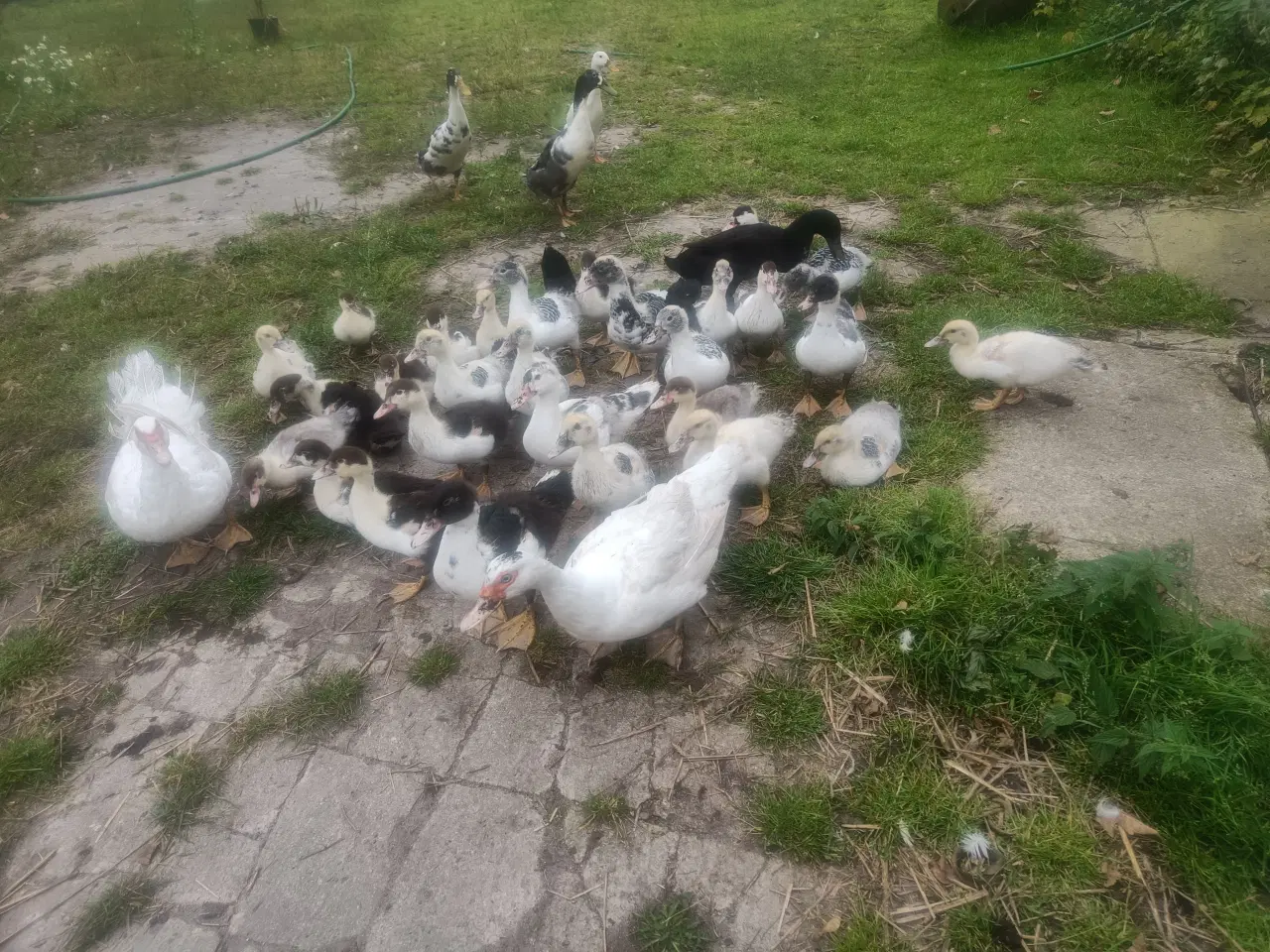 Billede 2 - Rugeæg moskus ænder