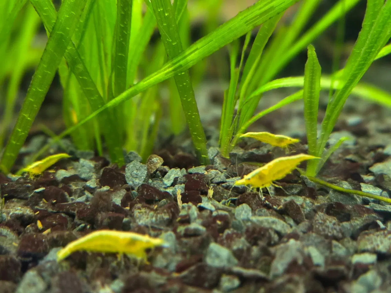 Billede 3 - Neocaridina Yellow fire Neon rejer 