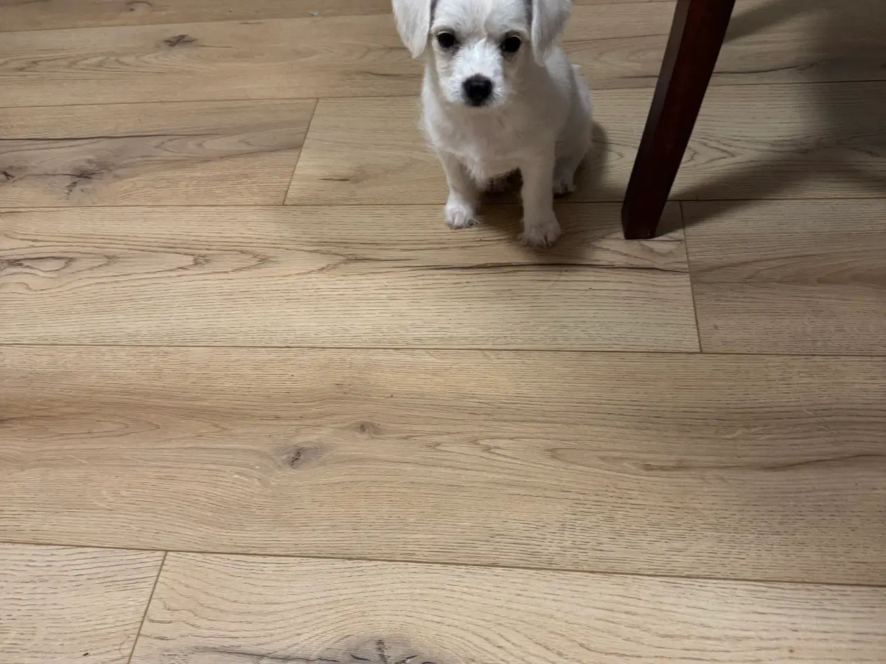 Billede 6 - Hvalp søger ny hjem