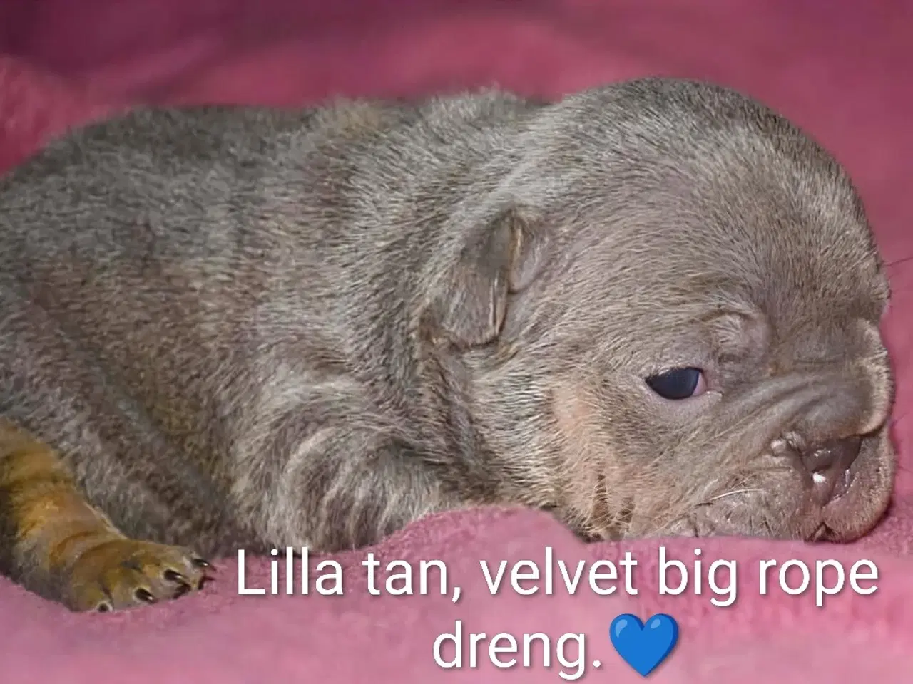 Billede 13 - Fransk Velvet bulldog. NEDSAT!