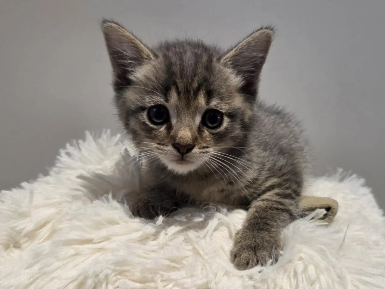 Billede 6 - De smukkeste mainecoon-blandinger 