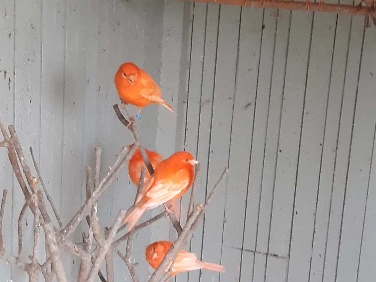 Billede 1 - kanariefugle-, rødorange,- og brogede