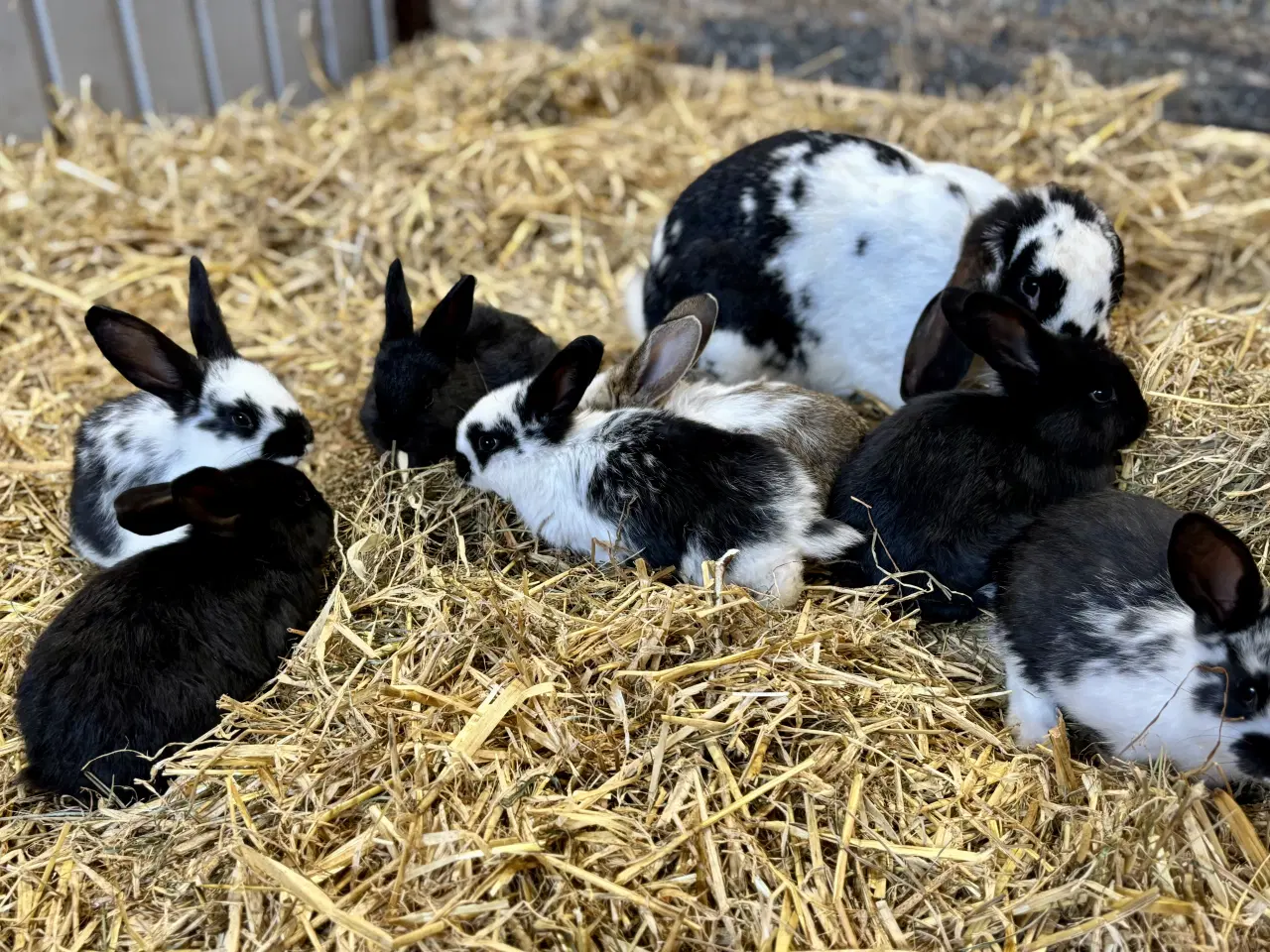 Billede 4 - 11 søde kaninunger af store racer