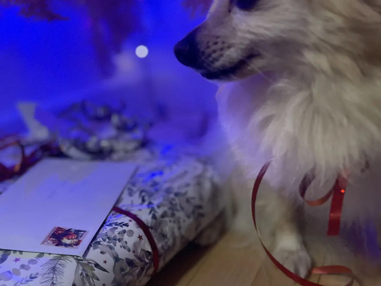 Billede 6 - Sød hund søger nyt hjem 