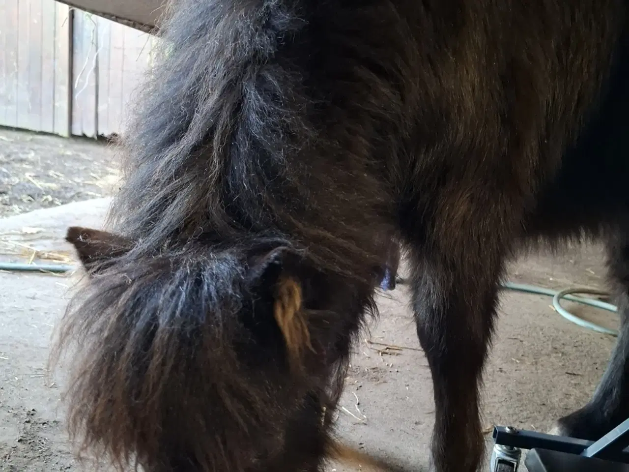 Billede 2 - Sødeste Miniature hoppeføl