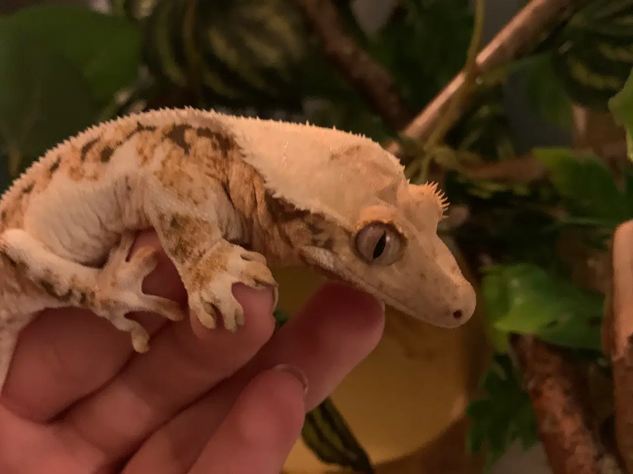 Billede 3 - Kronegekko Tri-color Lilly-White hun