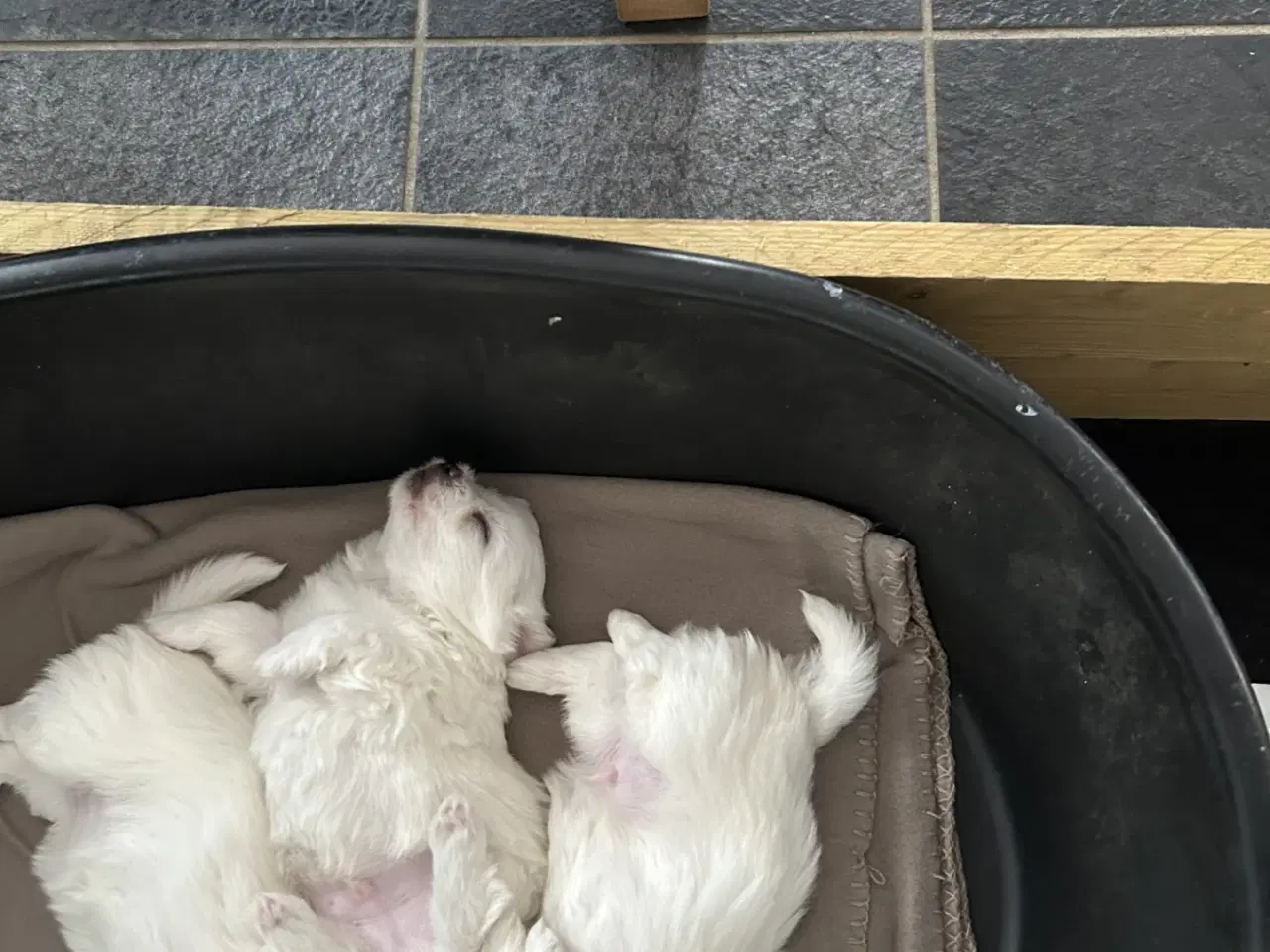 Billede 4 - Bomuldshunde hvalpe til salg 5.uger