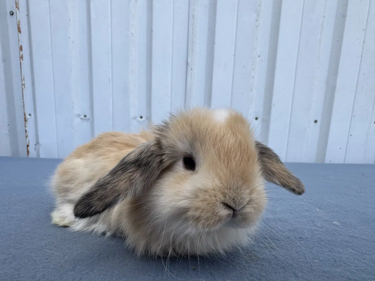Billede 1 - Dværgvædder/Mini lop hunkanin 