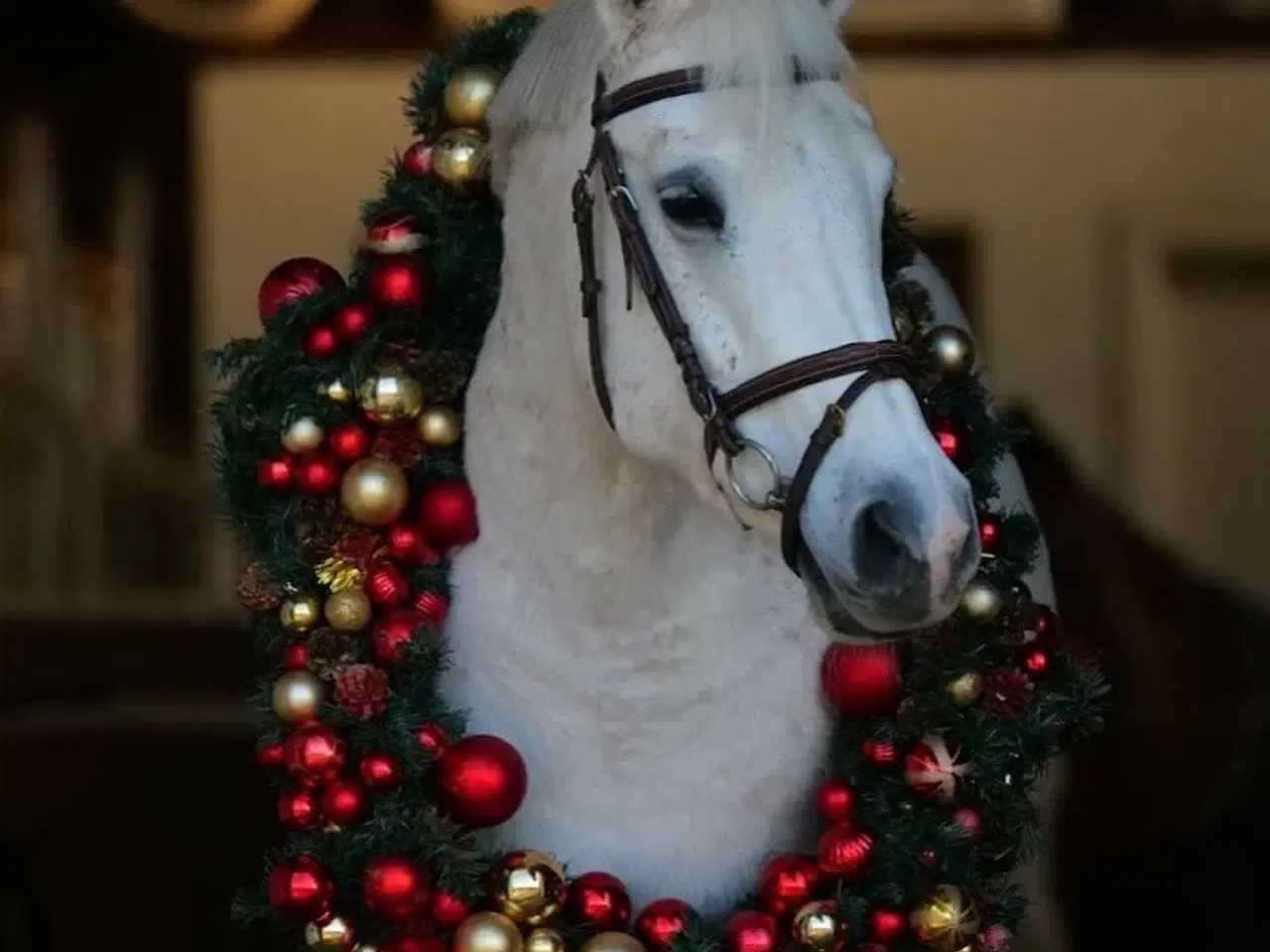 Billede 1 - Kat. 1 pony hoppe