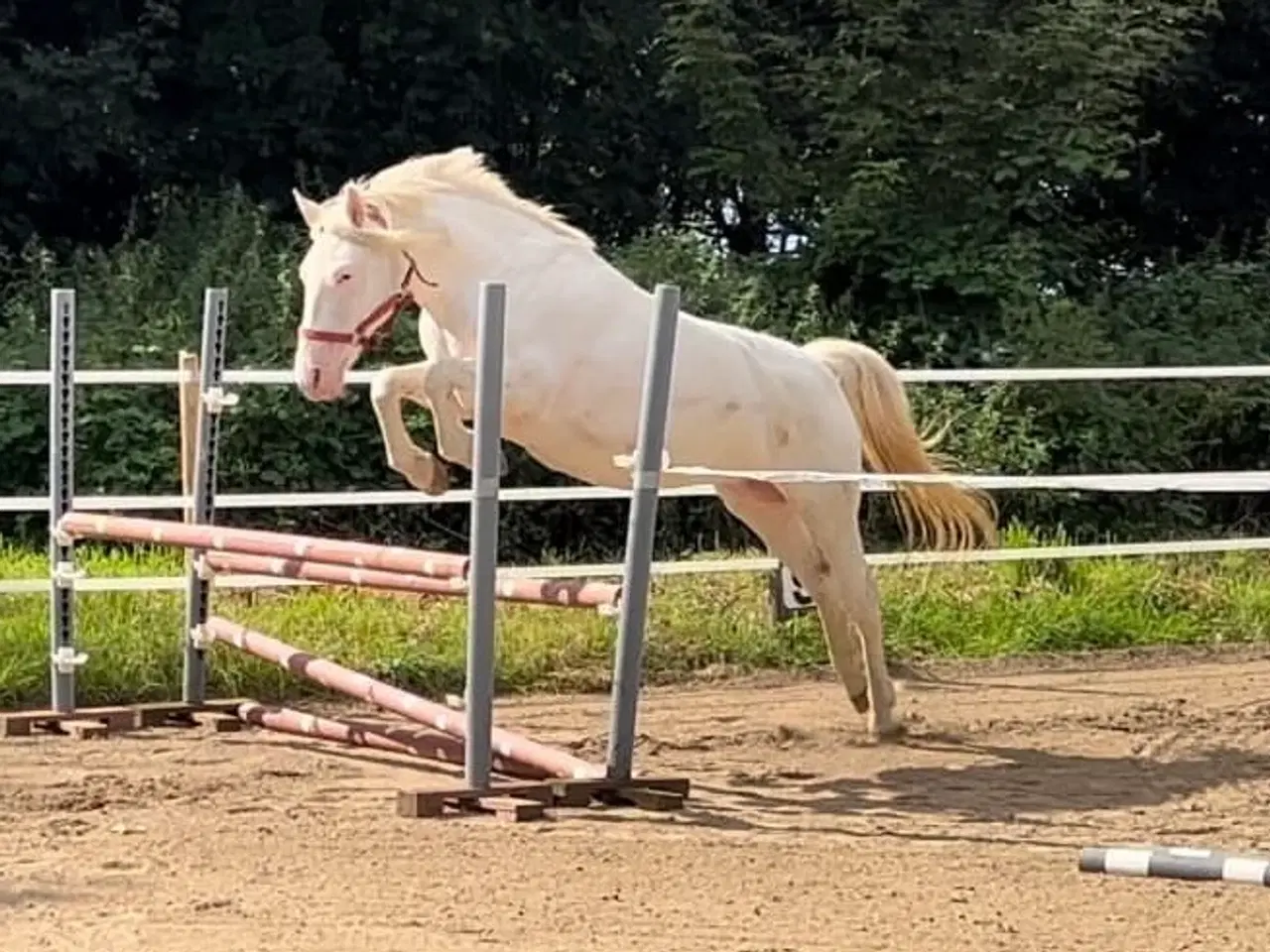 Billede 1 - Rughavens Diva, knapstrupper pony, 11 år