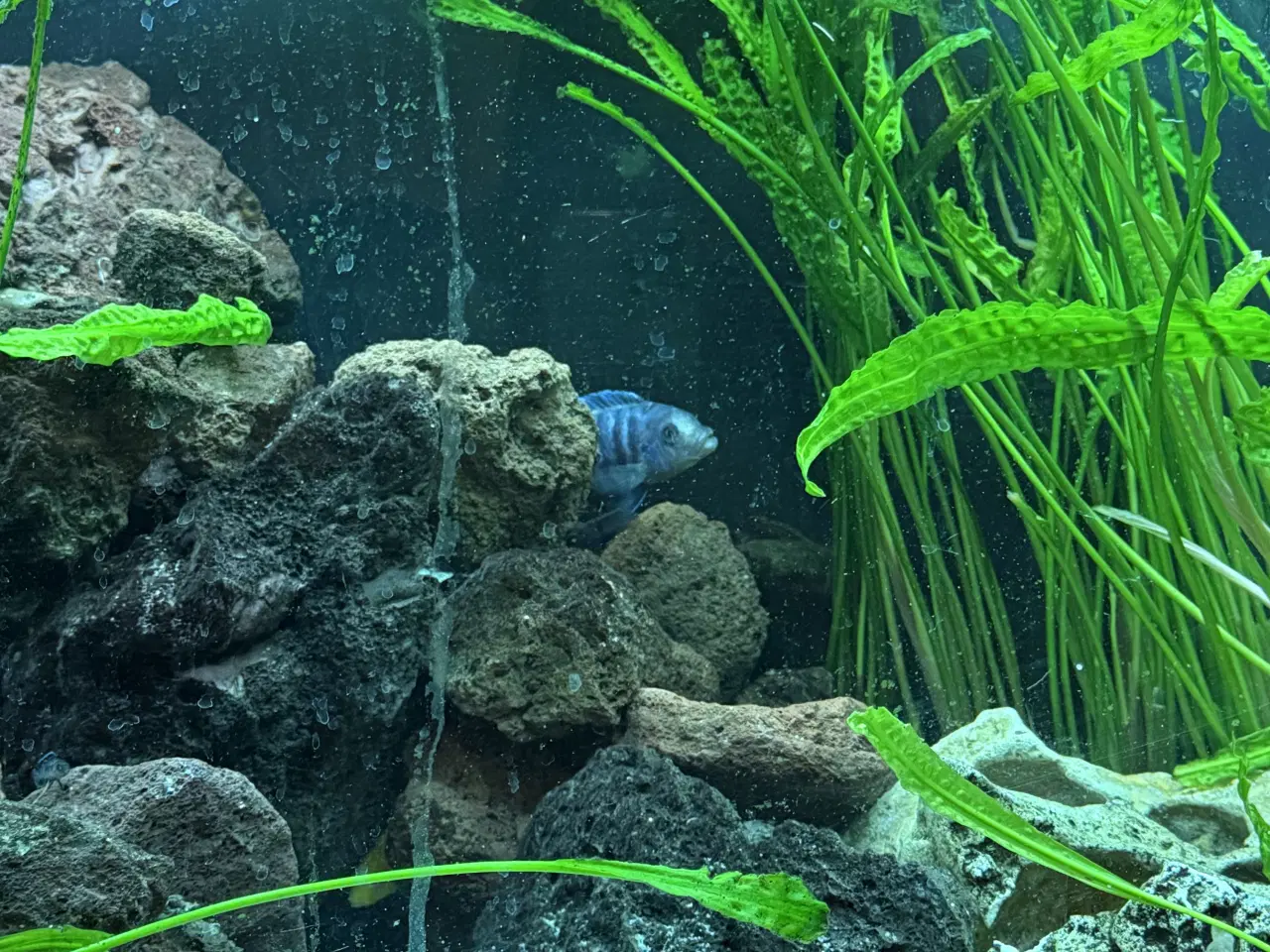 Billede 2 - Malawi cichlider – 20-25 stk med lidt yngel