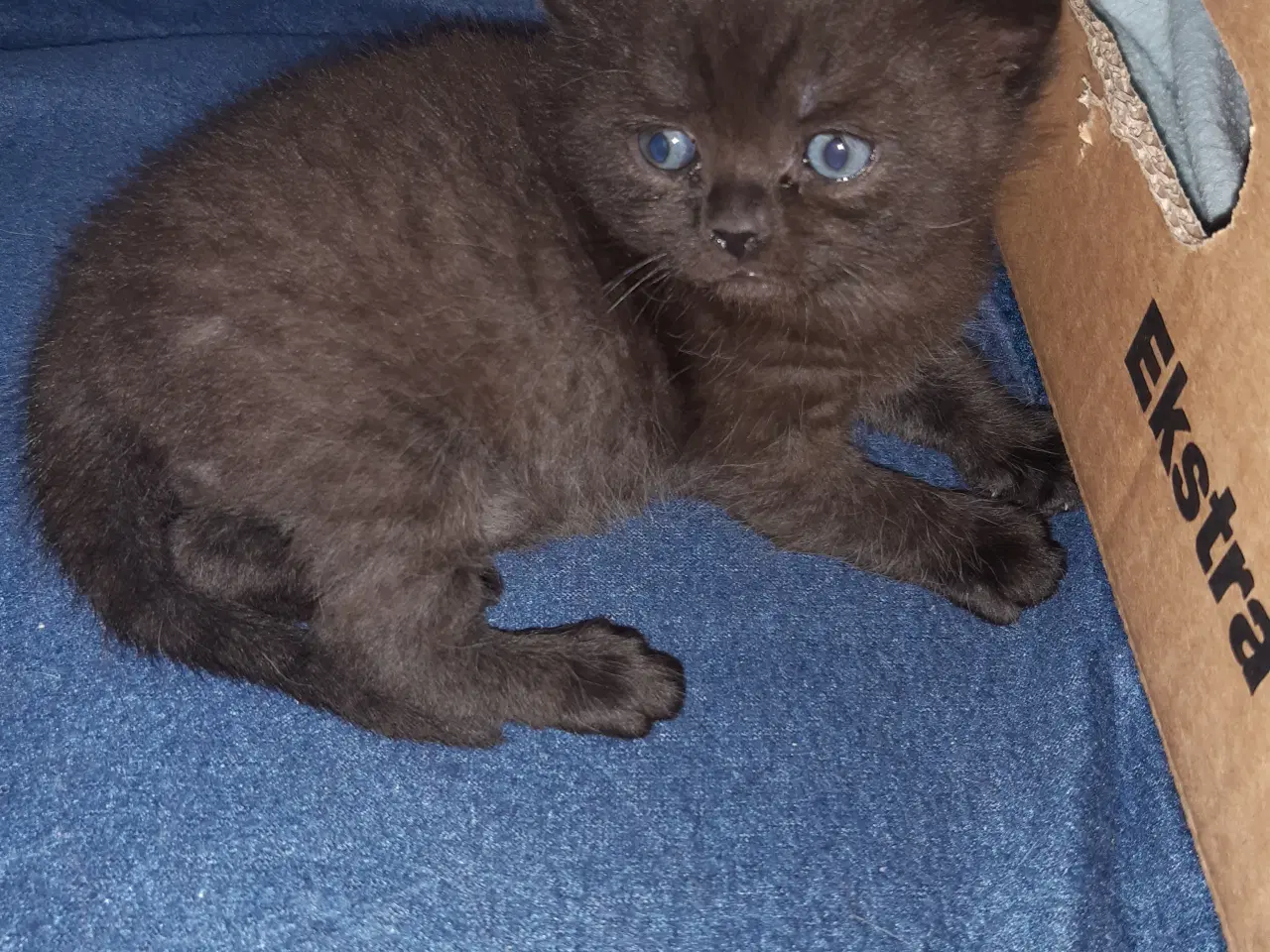 Billede 1 - British shorthair killinger med stamtavle