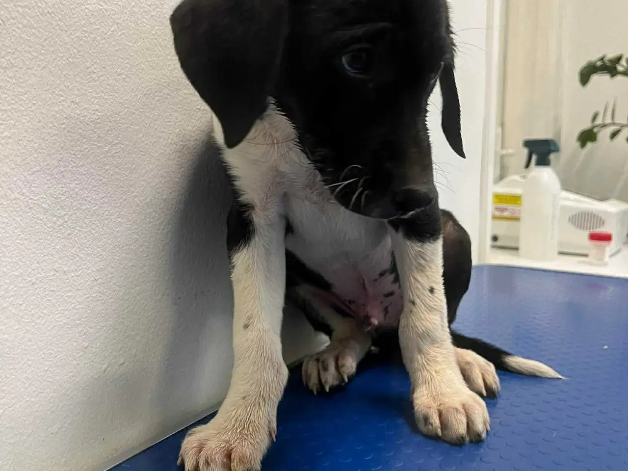 Billede 2 - Skønne Kobie søger familie