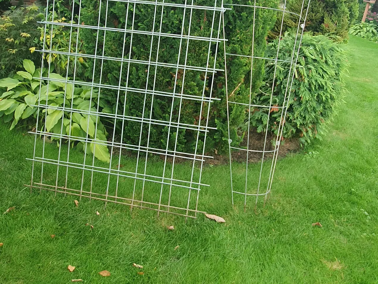 Billede 1 - Rionet + espalie 