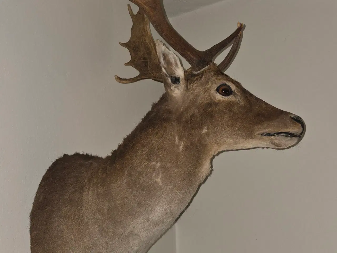Billede 4 - Dåhjort skulder monteret Gevir