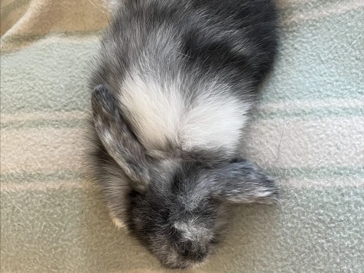 Billede 4 - 2 Minilop kaninunger til salg (Inkl. ALT tilbehør)