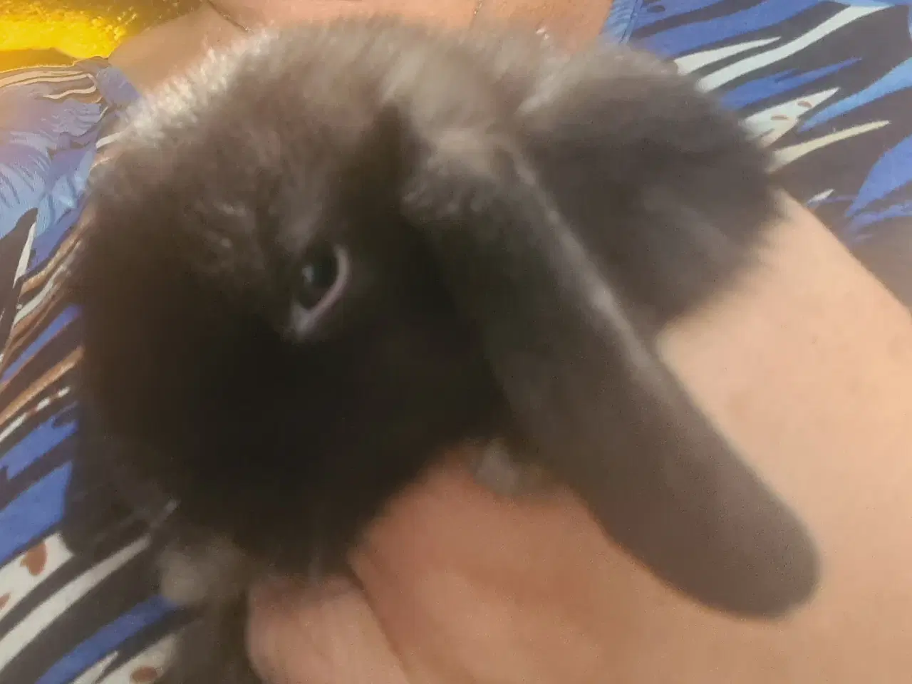 Billede 5 - Mini Lop, kanin unger 