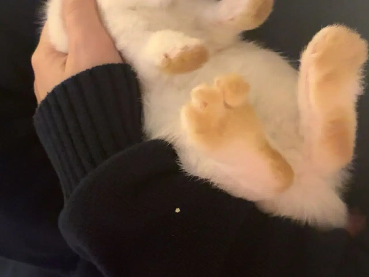 Billede 1 - Gratis kanin