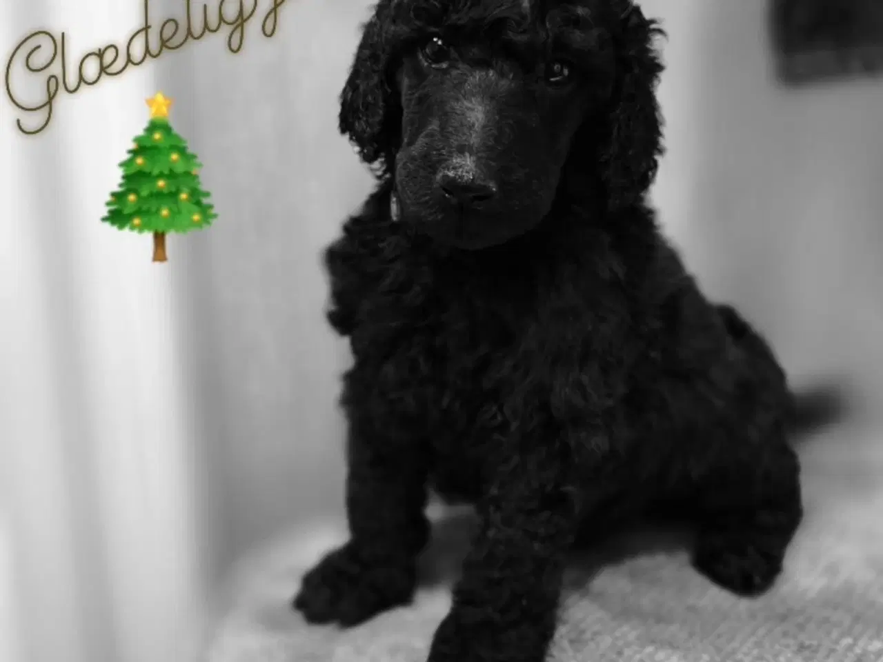 Billede 2 - Stor pudel hvalpe 