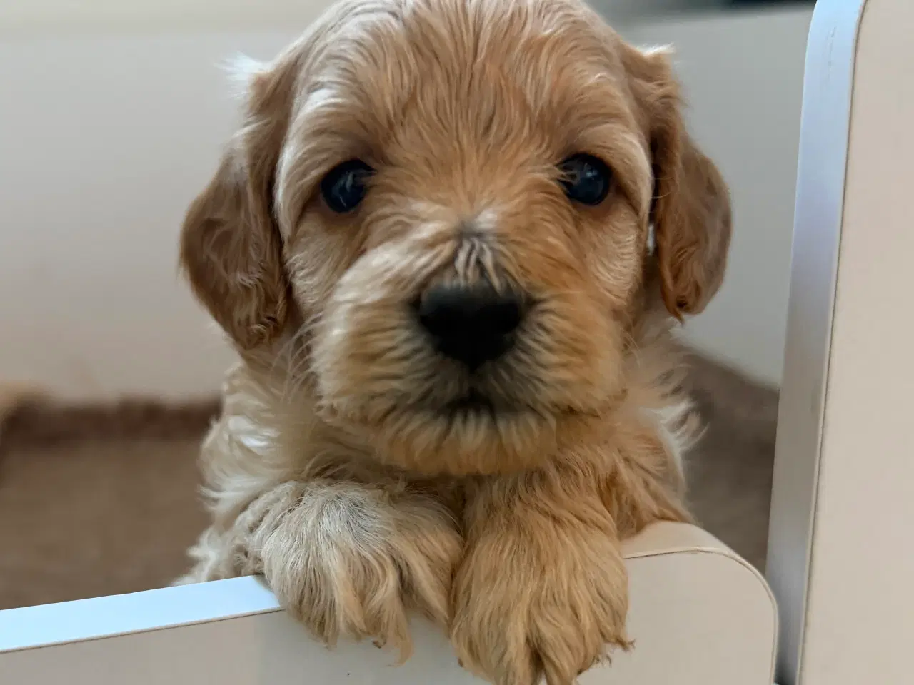 Billede 4 - 🤎 Skønneste Havapoo F1b hvalpe søger nye kærlige 