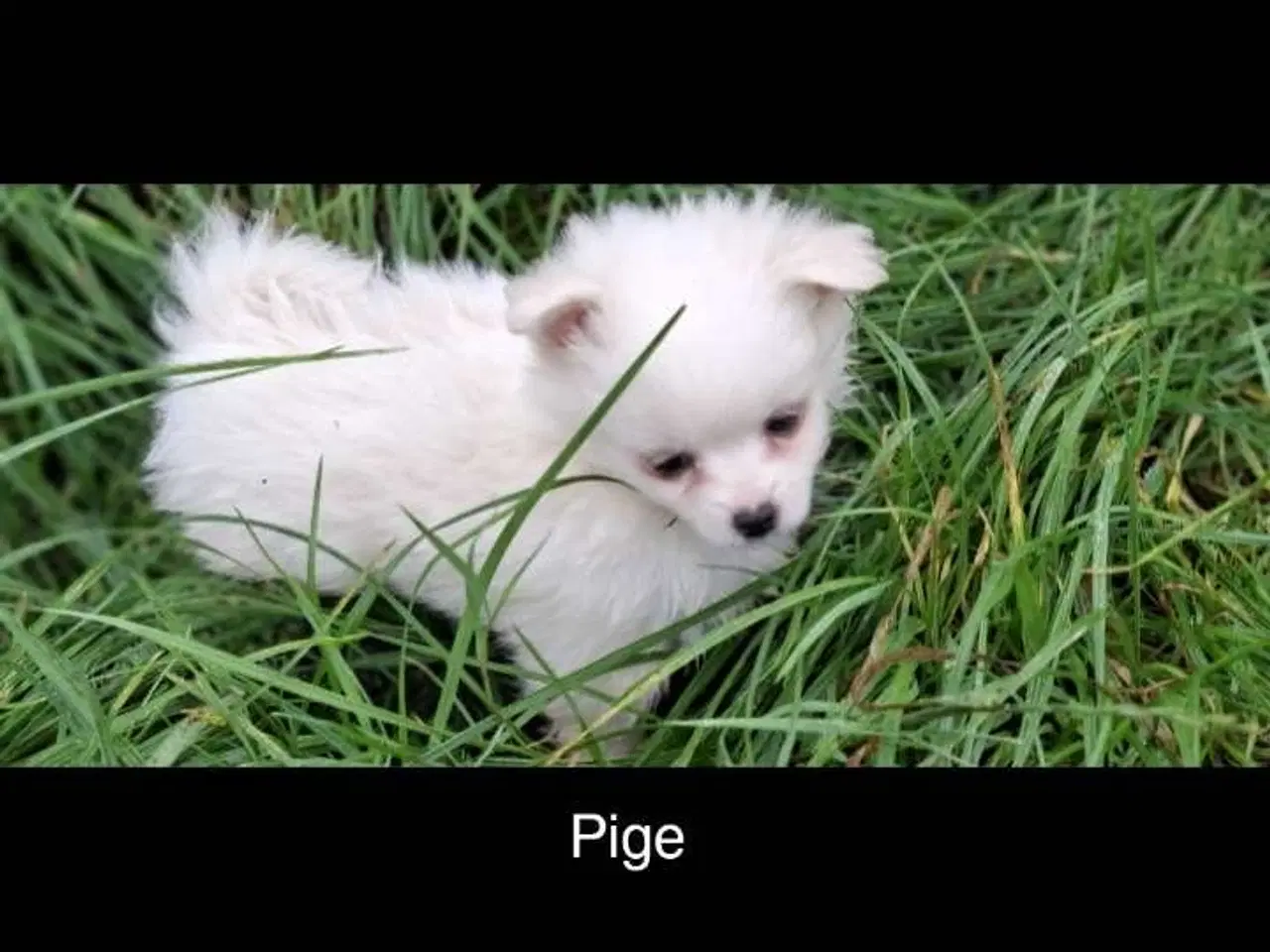 Billede 6 - Pomchi hvalpe 