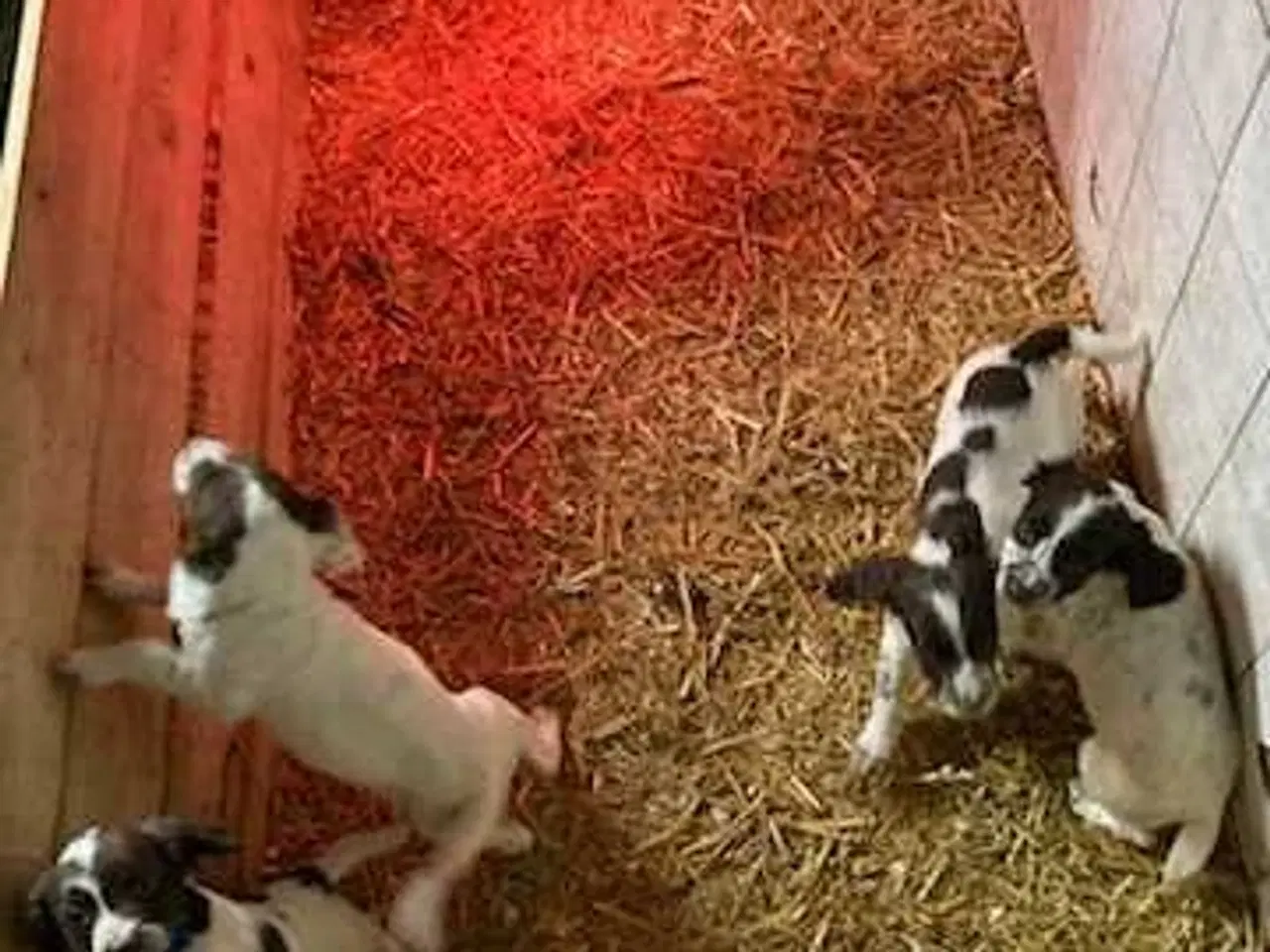 Billede 5 - Springer Spaniel hvalpe 