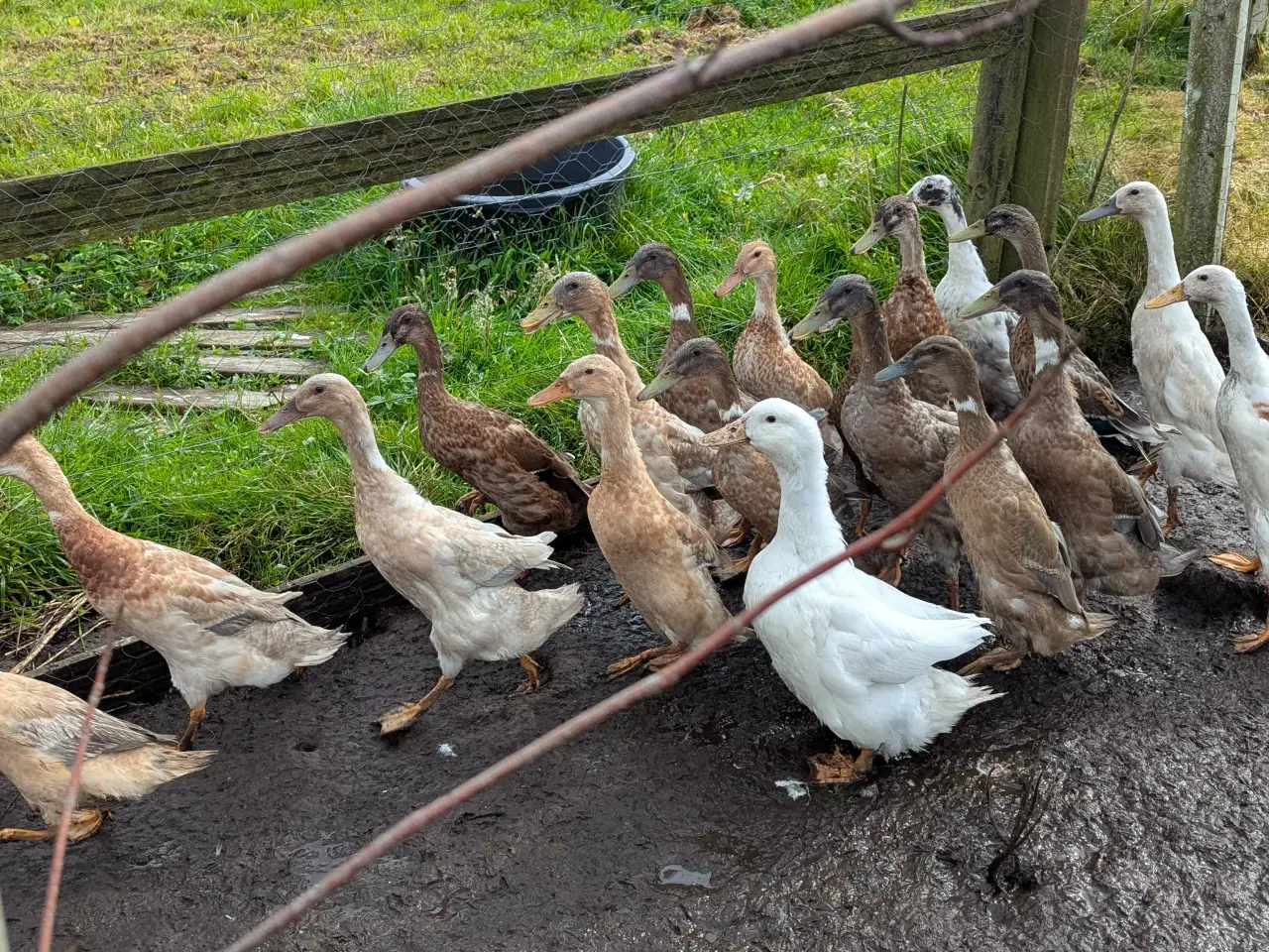 Billede 1 - Ruge æg af løbeænder