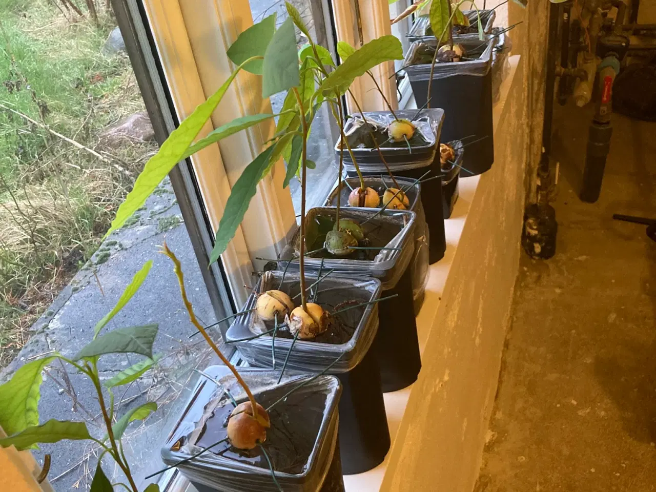 Billede 1 - Avokadoplante - flere stk