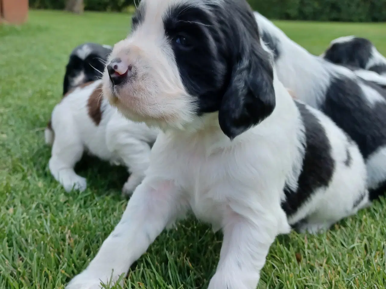 Billede 3 - Engelsk springer spaniel hvalpe