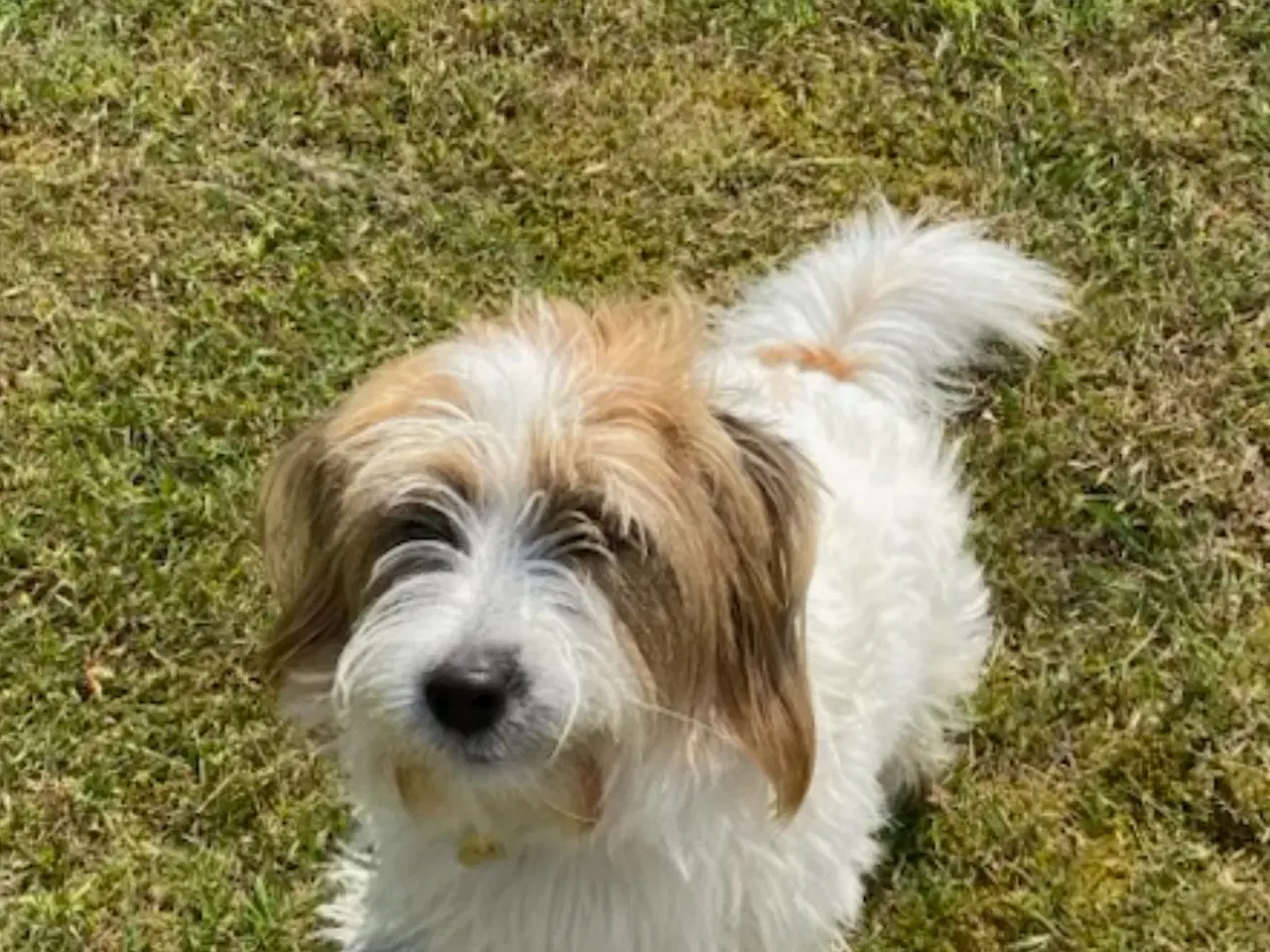 Billede 20 - Bichon Havanais-Jack Russel hvalpe
