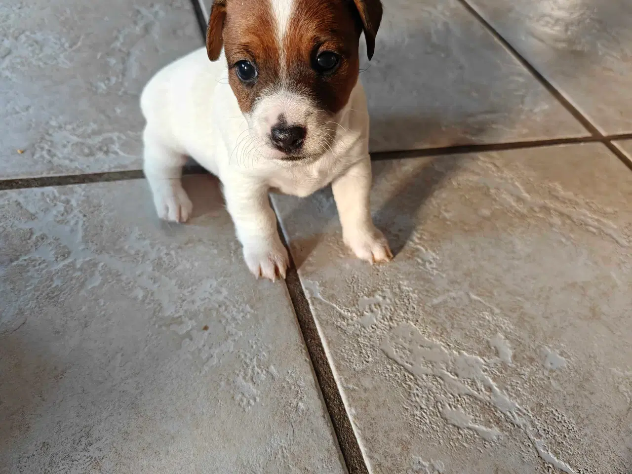 Billede 1 - Jack Russell Terrier hvalpe 