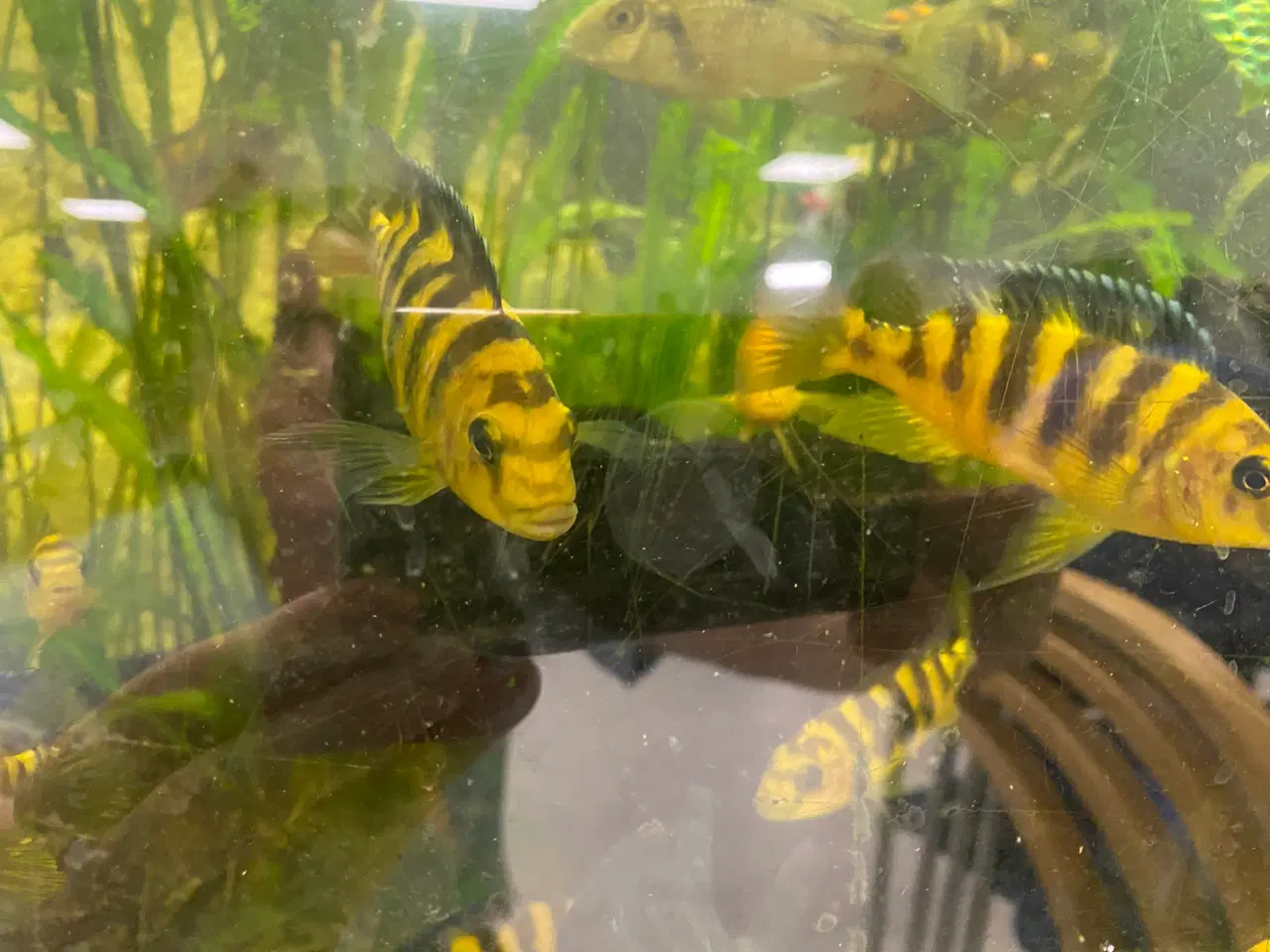 Billede 2 - Humlebi Cichlide (Maylandia Crabro)