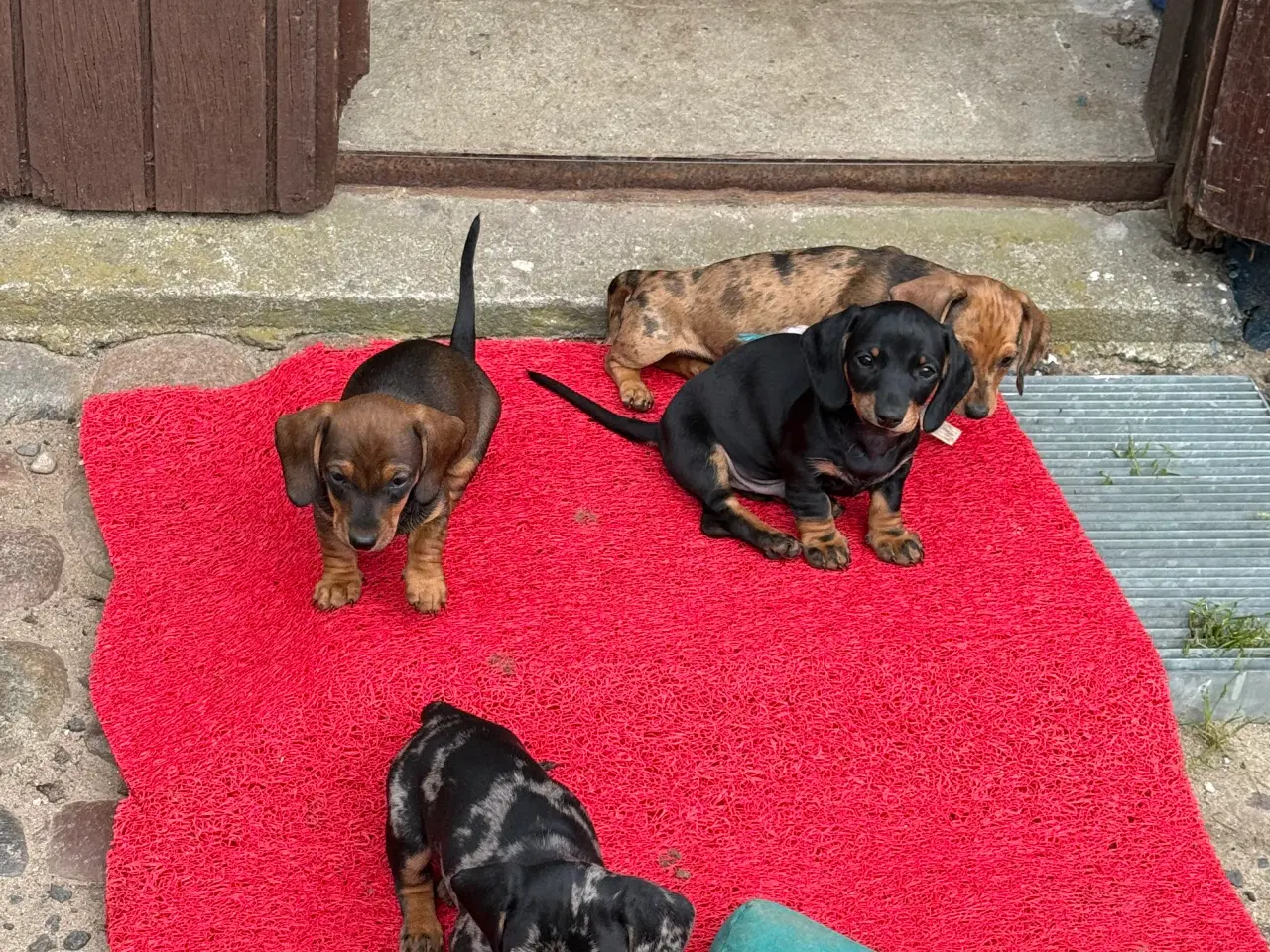 Billede 7 - Sunde og smukke korthårede gravhunde hvalpe 