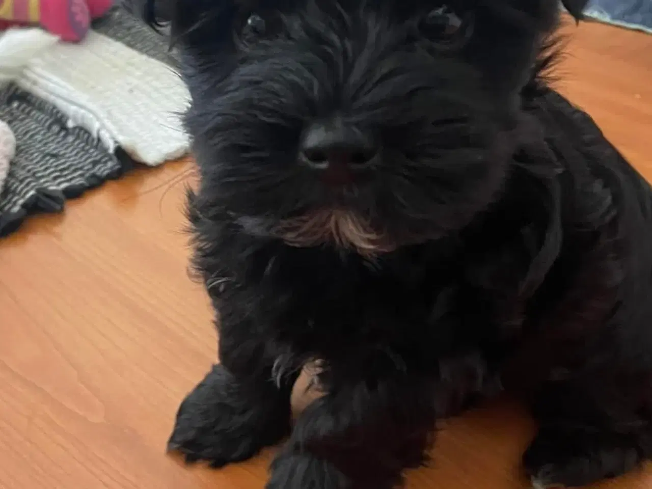Billede 2 - 🐶Yorkshirre terrier Biewer 🐶