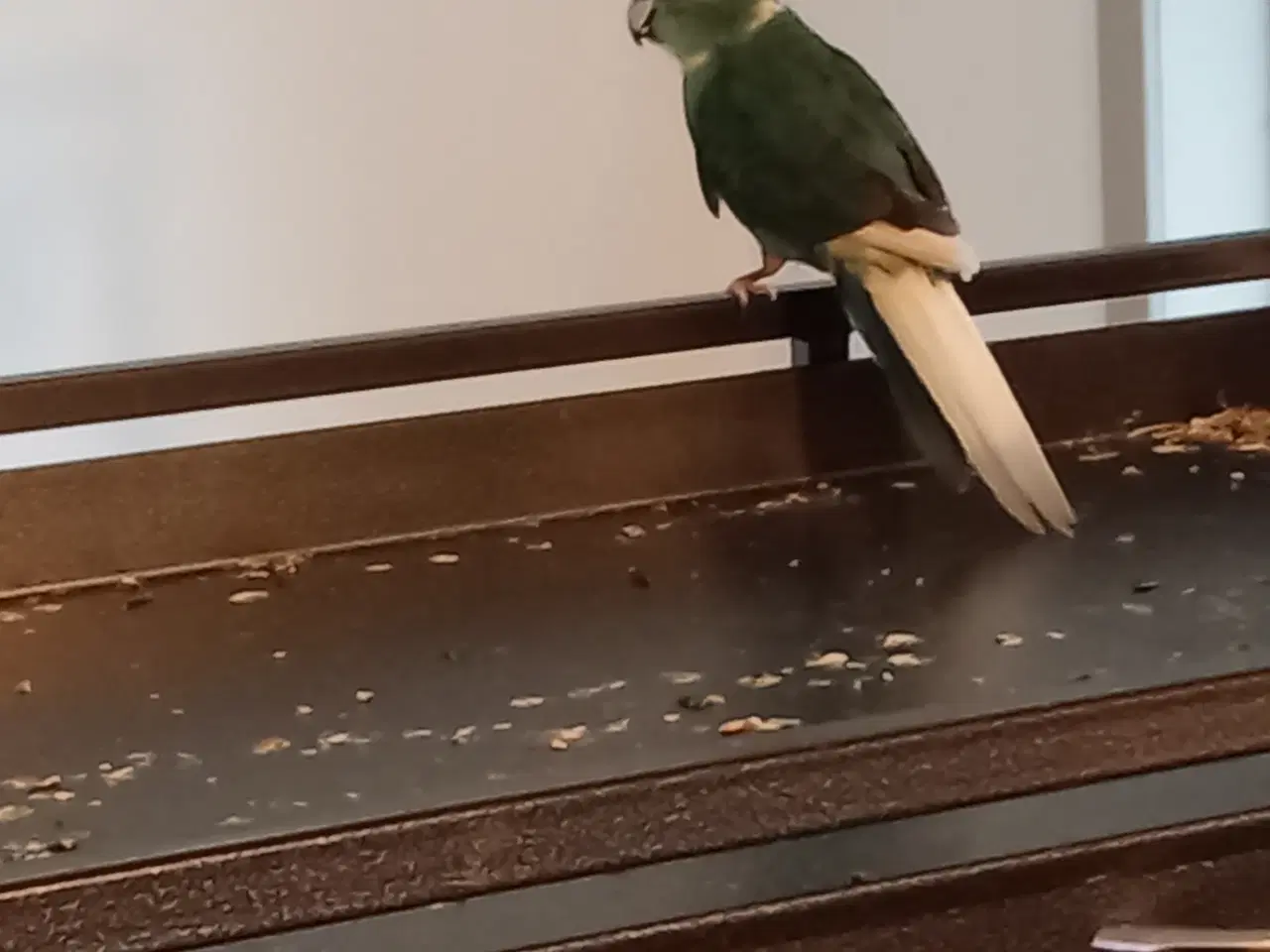 Billede 2 - Blålig gedde parakit