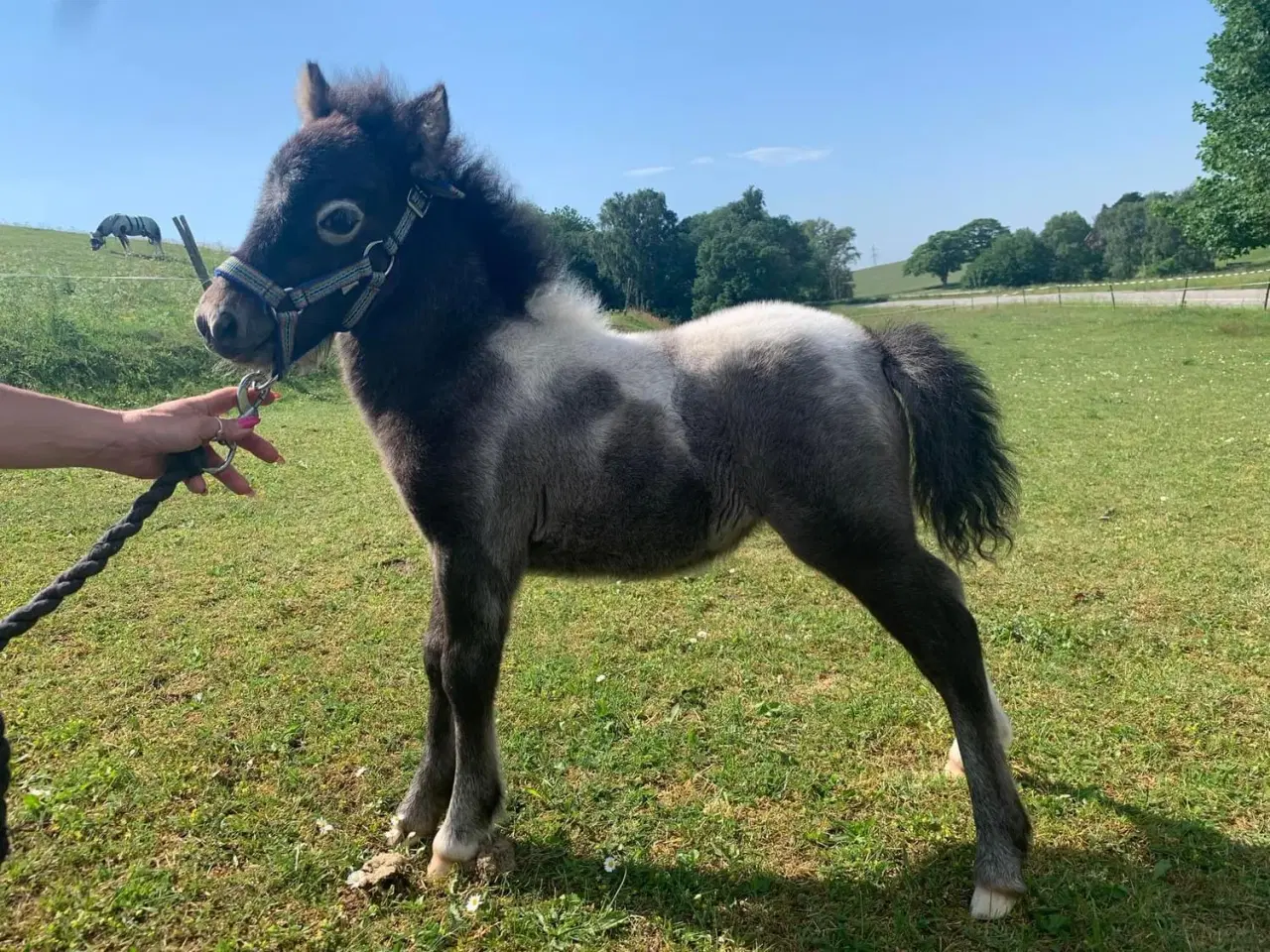 Billede 11 - Mini shetlands hoppeføl