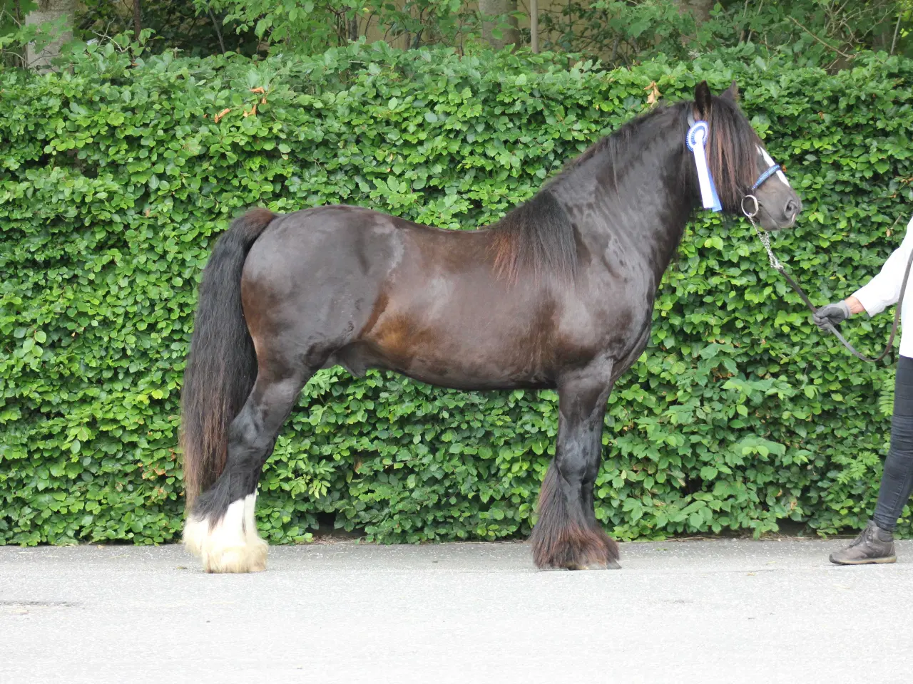 Billede 4 - Gypsy Vallak 