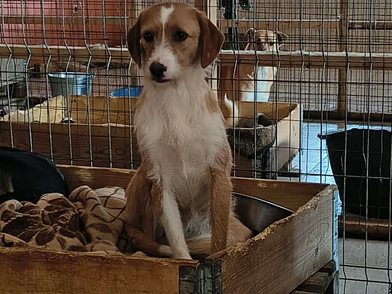 Billede 7 - Skønne Cairo søger sit eget hjem