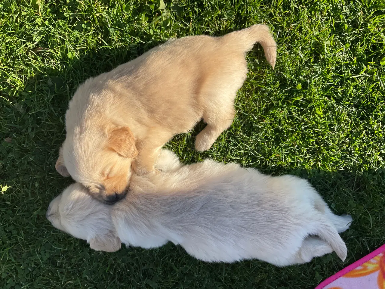 Billede 8 - Golden Retriever hvalpe