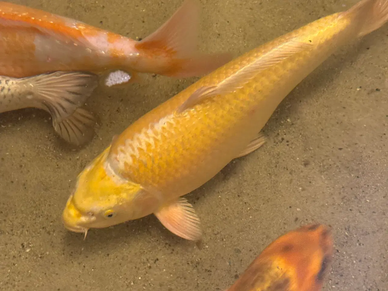 Billede 6 - Koier til salg 