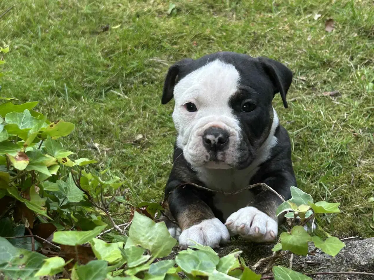Billede 1 - English bulldog