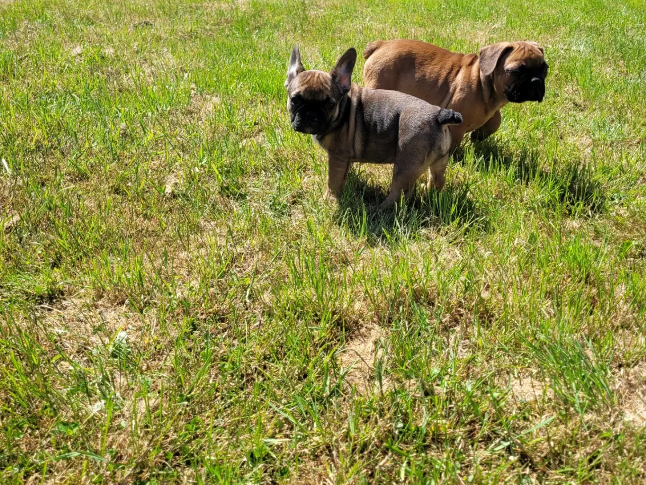 Billede 13 - DK fineste fransk bulldog hvalpe !!!!!!
