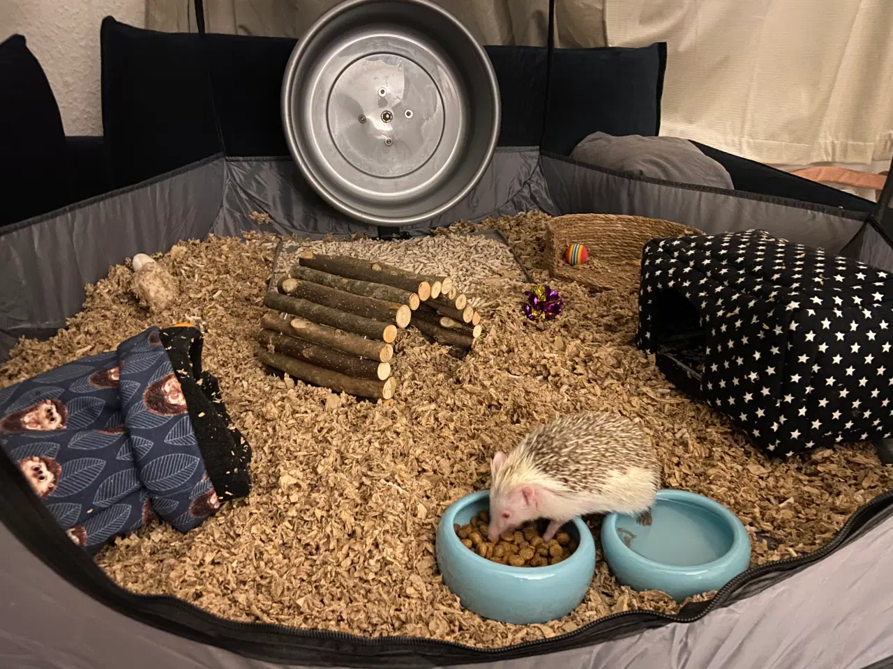Billede 6 - Afrikansk Pygmæ Pindsvin