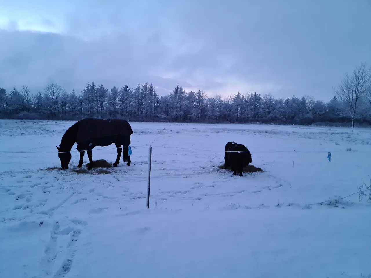 Billede 4 - Mini shetlænder