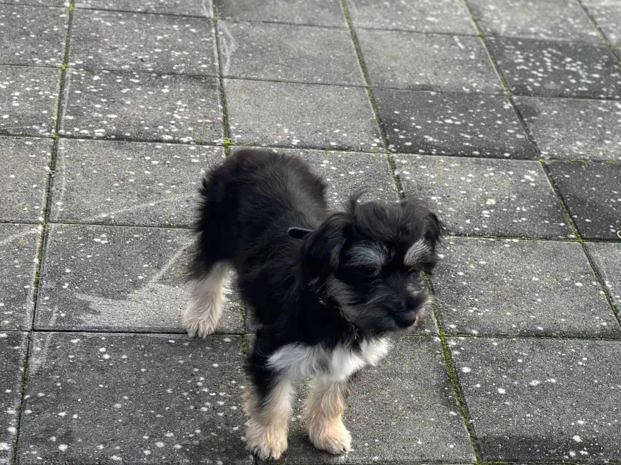 Billede 2 - Søger nyt hjem 🐶🐾