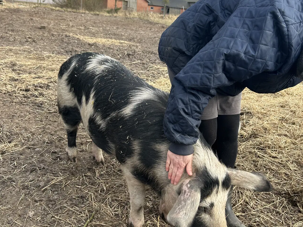 Billede 3 - Sort broget dansk landrace