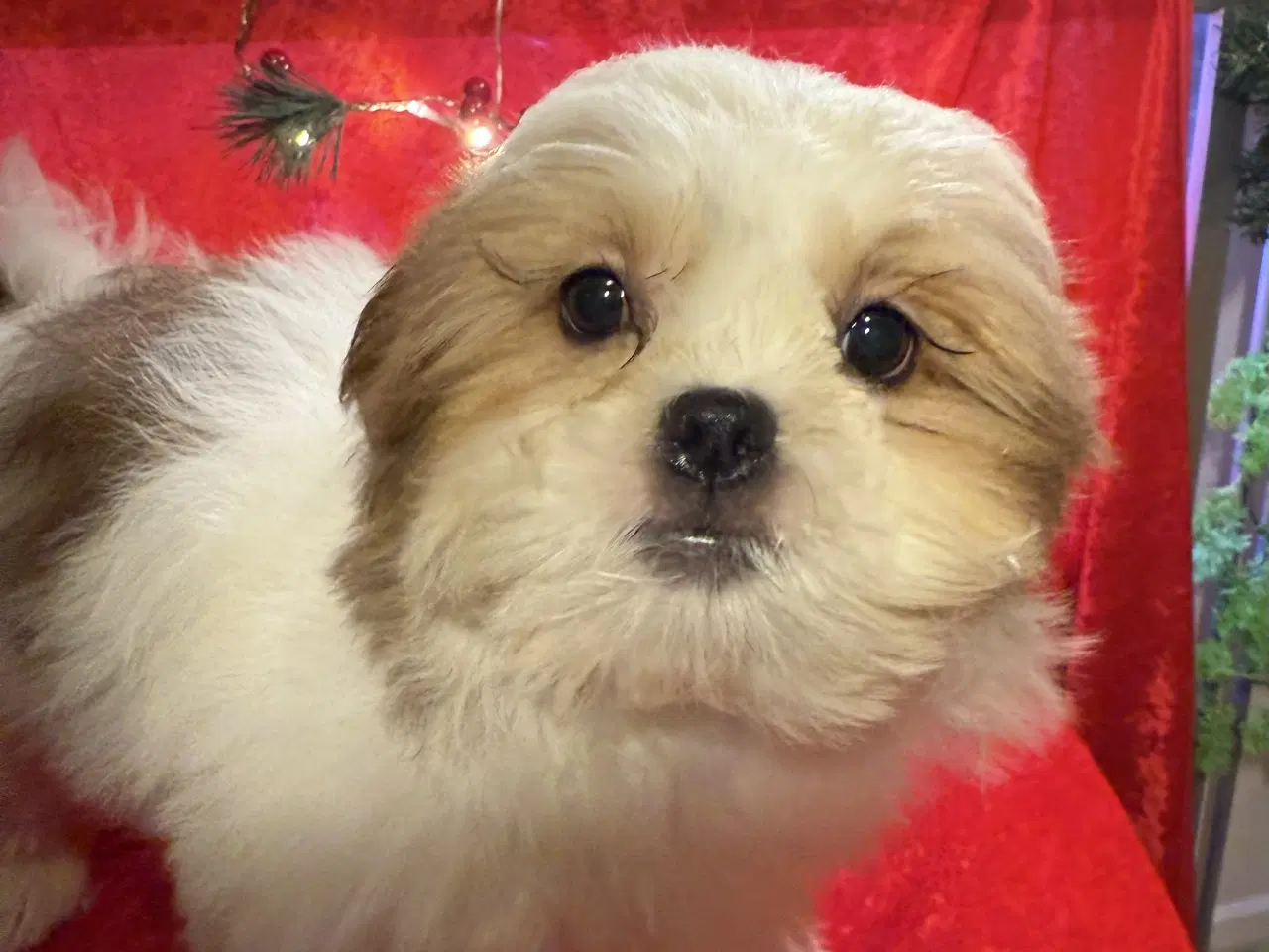Billede 6 - Shih tzu-mor/ Coton de Tulear-far